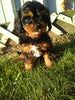 Cavapoo For Sale Sugarcreek OH Male-Ricky