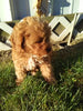 Cavapoo For Sale Sugarcreek OH Male-Rielly