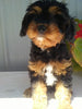 Cavapoo For Sale Sugarcreek OH Male-Ricky