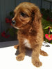 Cavapoo For Sale Sugarcreek OH Female-Rosy