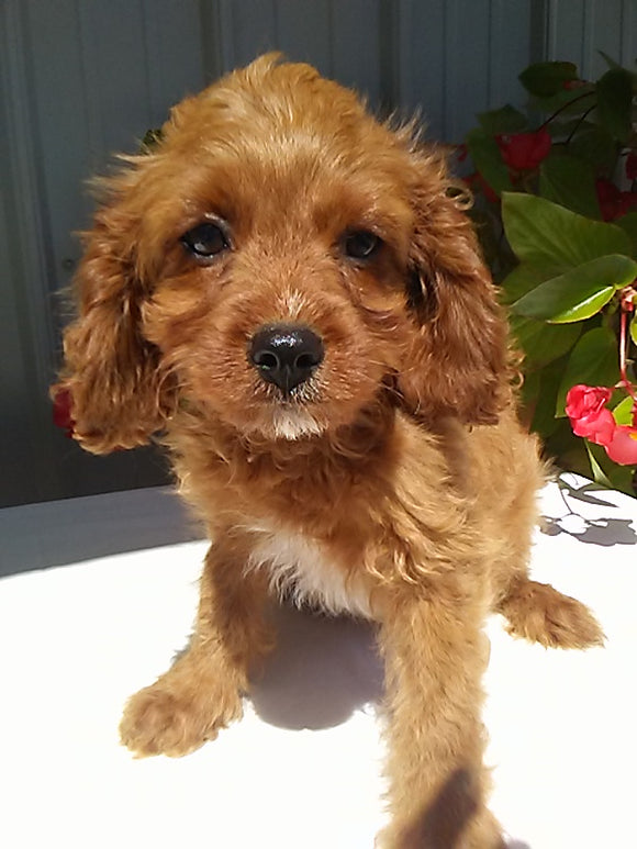 Cavapoo For Sale Sugarcreek OH Female-Rosy