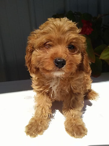 Cavapoo For Sale Sugarcreek OH Male-Rielly