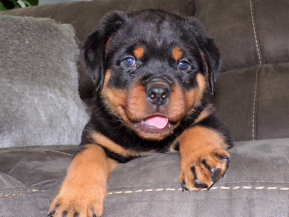 AKC Registered Rottweiler For Sale Sugarcreek, OH Male- Brutus