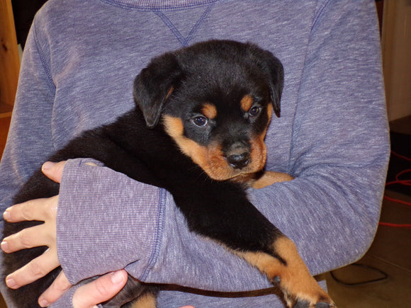 AKC Registered Rottweiler For Sale Sugarcreek, OH Male- Moose