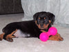 AKC Registered Rottweiler For Sale Sugarcreek, OH Male- Chief