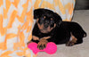 AKC Registered Rottweiler For Sale Sugarcreek, OH Male- Chief