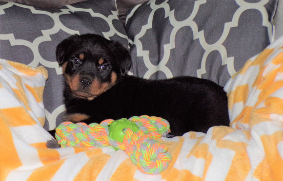 AKC Registered Rottweiler For Sale Sugarcreek, OH Male- Rambo