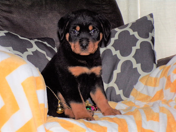 AKC Registered Rottweiler For Sale Sugarcreek, OH Female- Bella
