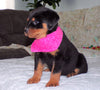 AKC Registered Rottweiler For Sale Sugarcreek, OH Female- Bella