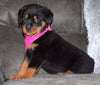 AKC Registered Rottweiler For Sale Sugarcreek, OH Female- Bella