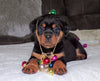 AKC Registered Rottweiler For Sale Sugarcreek, OH Female- Joy