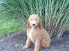 AKC Registered Standard Poodle For Sale Fresno OH Female-Krista