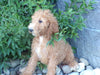 AKC Registered Standard Poodle For Sale Fresno OH Female-Krista