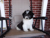 Teddy Poo Puppy For Sale Applecreek, OH Male - Omar