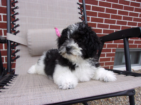 Teddy Poo Puppy For Sale Applecreek, OH Female - Tootsie