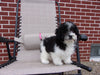 Teddy Poo Puppy For Sale Applecreek, OH Female - Tootsie