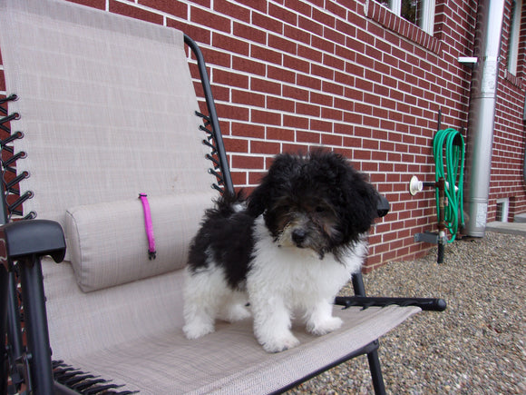 Teddy Poo Puppy For Sale Applecreek, OH Female - Lilly