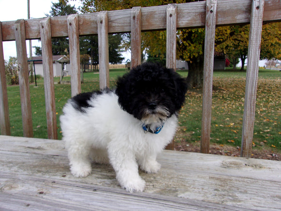 Teddy Poo Puppy For Sale Applecreek, OH Male - Sparky