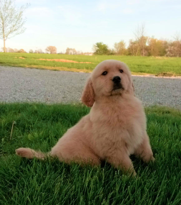 AKC Registered Golden Retriever For Sale Fredericksburg OH Male-Ringo