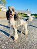AKC Registered Standerd Poodle For Sale Millersburg OH Female-Fluffy