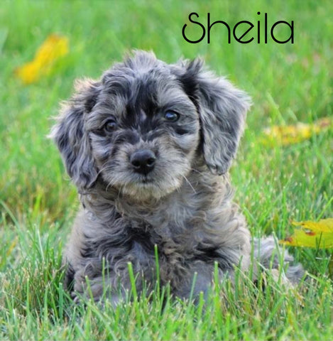 Mini Goldendoodle *BLUE MERLE* For Sale Loudenville, OH Female- Sheila