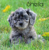 Mini Goldendoodle *BLUE MERLE* For Sale Loudenville, OH Female- Sheila