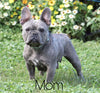AKC Registered French Bulldog For Sale Fredericksburg, OH Female- Sophie *Genetic Clear*