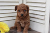 Toy Poodle For Sale Wooster OH Female-Dawn
