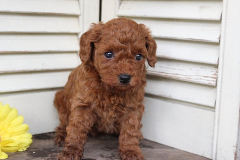 Toy Poodle For Sale Wooster OH Female-Daisy