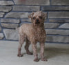 Toy Poodle For Sale Wooster OH Female-Daisy