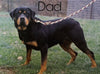AKC Registered Rottweiler For Sale Sugarcreek, OH Female- Daisy