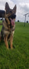 AKC Registered German Shepherd For Sale Millersburg OH Male- Sarge