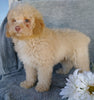 Cockapoo Puppy For Sale Millersburg, OH Male- Munchkin