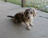 Mini Labradoodle For Sale Millersburg OH Male-Lincoln
