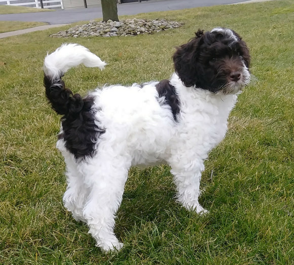 Mini Labradoodle For Sale Millersburg, OH Female- Snowflake