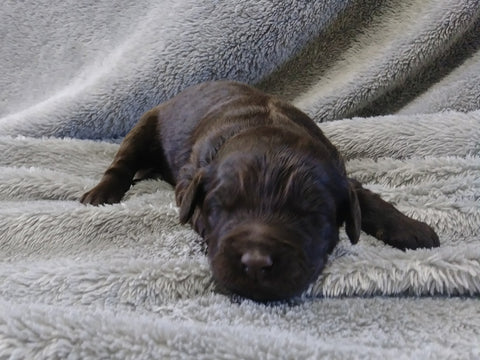 F1B Medium Labradoodle For Sale Millersburg, OH Female- Dora