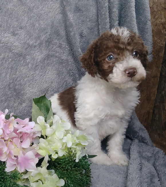 F1B Medium Labradoodle For Sale Millersburg, OH Male- Ralph