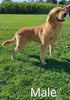 AKC Registered Golden Retriever For Sale Fredericksburg, OH Male- Sam