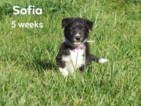 Border Collie For Sale Fredericksburg, OH Female- Sofia