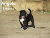 Border Collie For Sale Fredericksburg, OH Female- Angela