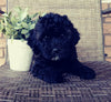 Mini Labradoodle For Sale Millersburg, OH Female- Lady