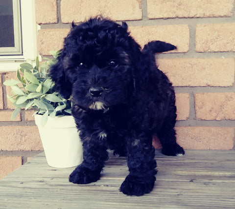 Mini Labradoodle For Sale Millersburg, OH Female- Lady