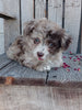 Mini F1B Aussiedoodle For Sale Wooster OH Female-Dolly