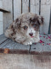 Mini F1B Aussiedoodle For Sale Wooster OH Female-Dolly