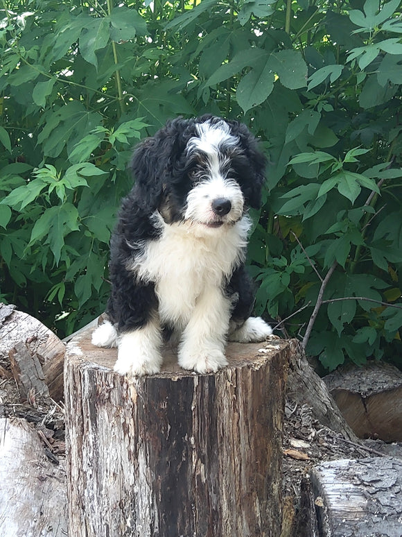 Mini Bernedoodle For Sale Applecreek OH Female-Bella