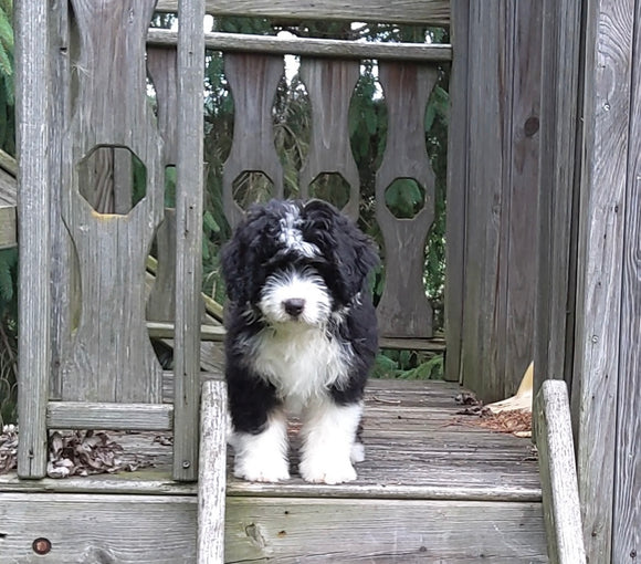 Mini Bernedoodle For Sale Applecreek OH Female-Janae