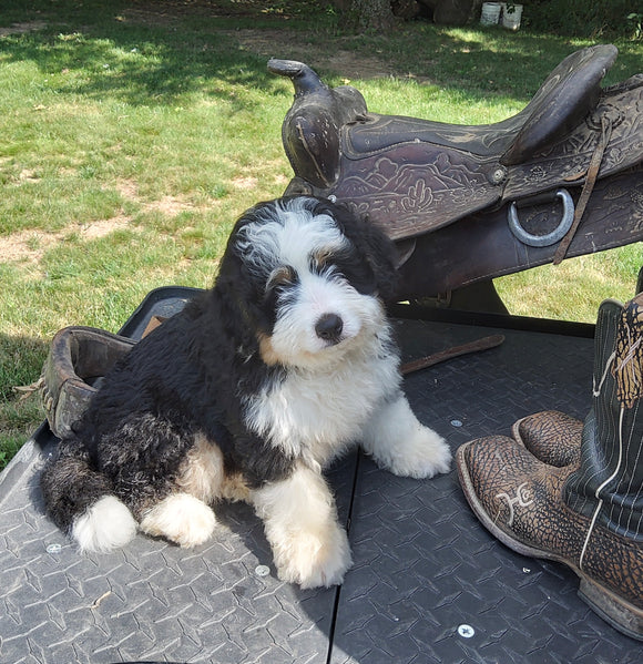 Mini Bernedoodle For Sale Applecreek OH Male-Diesel