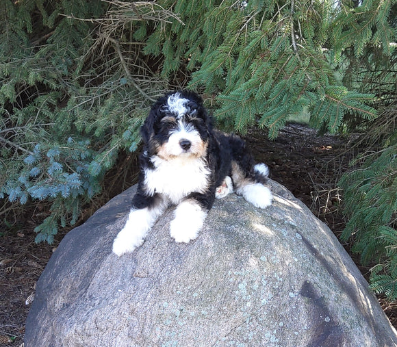 Mini Bernedoodle For Sale Applecreek OH Male-Sam