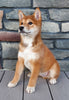 Shiba Inu For Sale Sugarcreek OH Male-Stryker