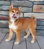 Shiba Inu For Sale Sugarcreek OH Male-Stryker